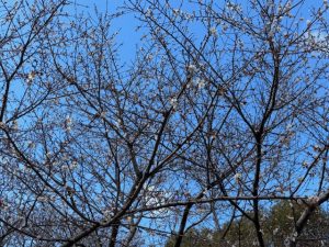 IMG_7309